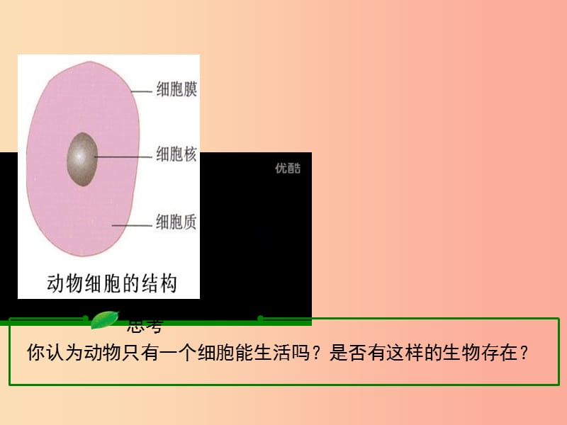 七年级生物上册 2.2.4 单细胞生物课件 新人教版.ppt_第3页