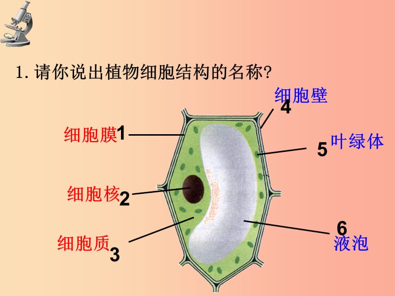 浙江省七年级科学上册 第2章 观察生物 第1-3节 复习课件（新版）浙教版.ppt_第3页