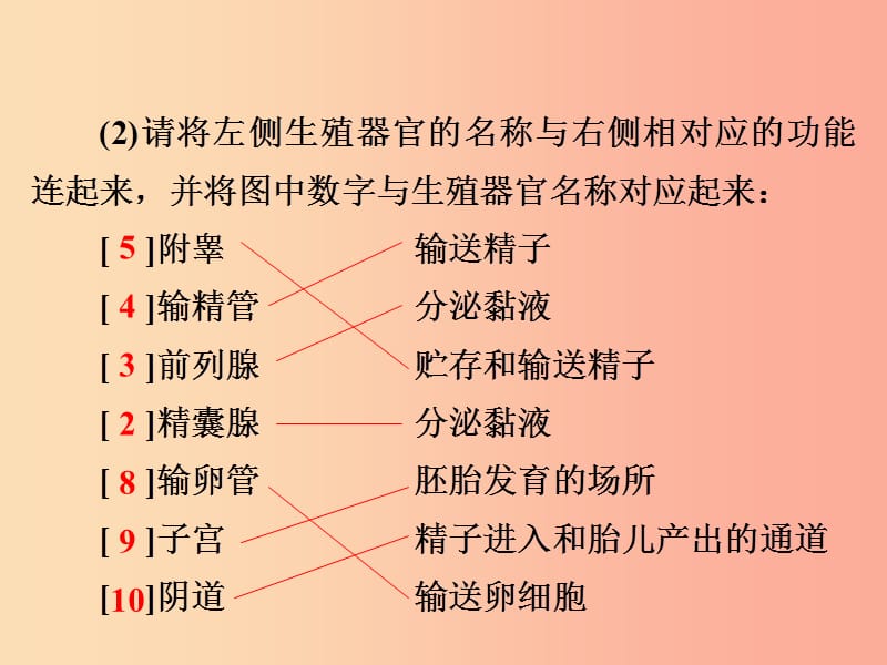 七年级生物下册 4.1.2人的生殖习题课件 新人教版.ppt_第3页