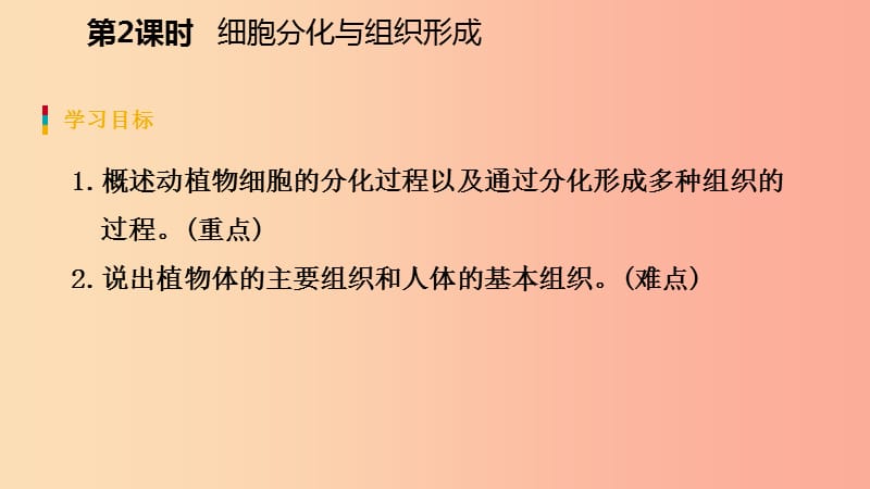 七年级生物上册 第二单元 第三章 第三节 细胞的分裂与分化（第2课时 细胞分化与组织形成）课件 苏教版.ppt_第3页