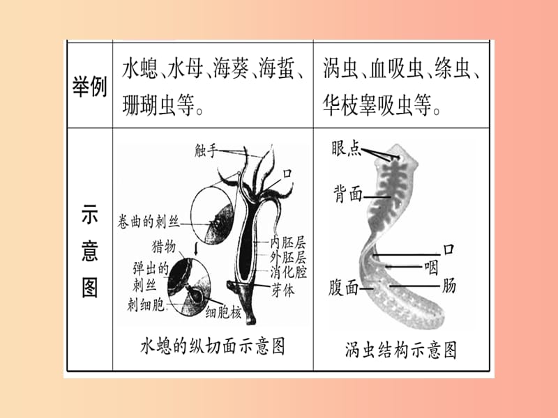 （玉林专版）2019年中考生物总复习 八上 第5单元 第1章 动物的主要类群课件.ppt_第3页