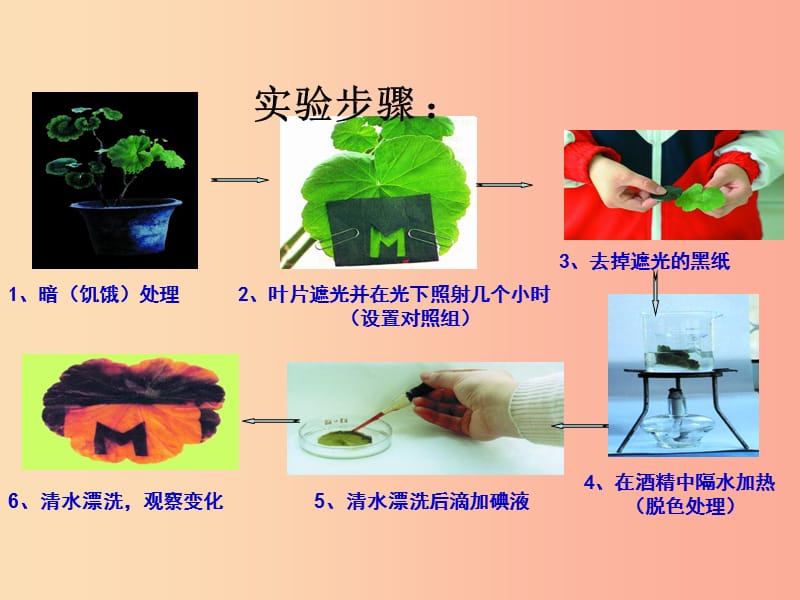 广东省佛山市中考生物 七上 光合作用和呼吸作用复习课件.ppt_第1页