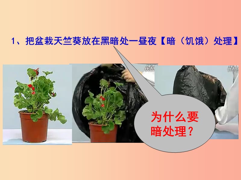 广东省佛山市中考生物 七上 光合作用和呼吸作用复习课件.ppt_第2页