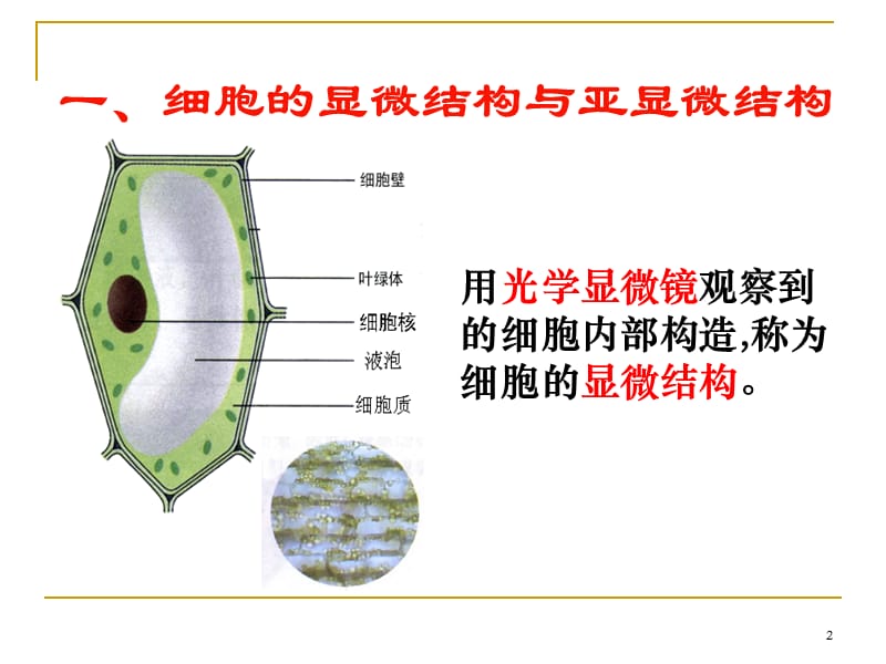 细胞器系统内的分工合作ppt课件_第2页