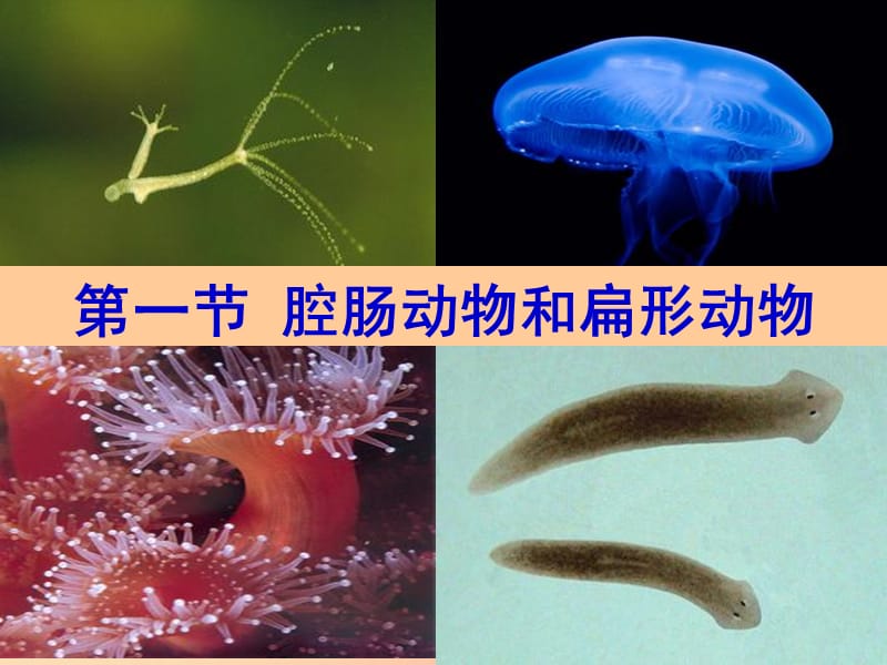 八年级生物上册 5.1.1《腔肠动物和扁形动物》课件1 新人教版.ppt_第2页