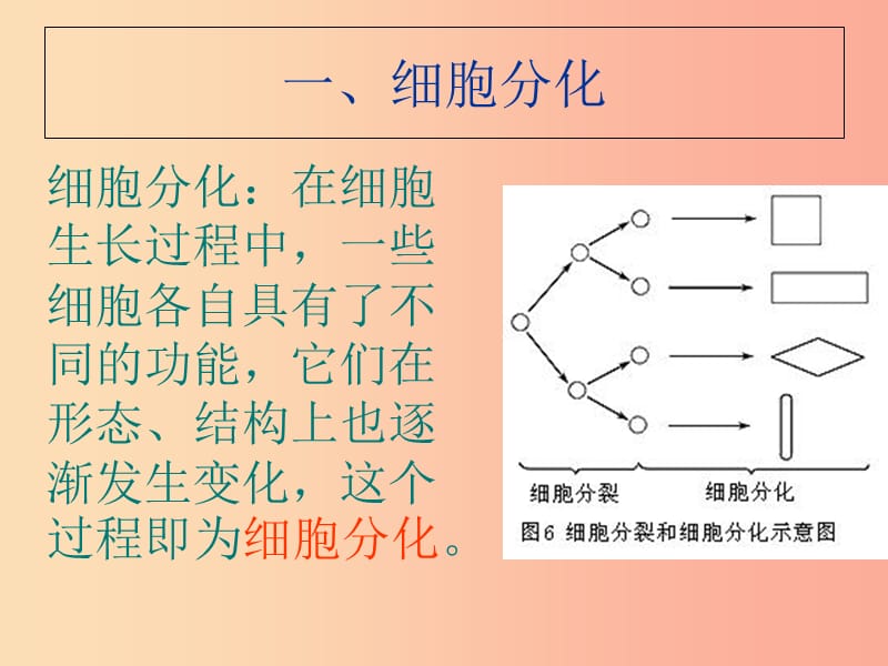 陕西省七年级生物上册 2.2.3植物体的结构层次课件2 新人教版.ppt_第3页