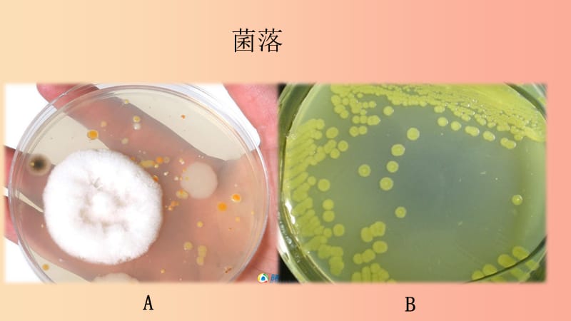 七年级生物下册6.1.1细菌和真菌的分布课件1鲁科版五四制.ppt_第2页