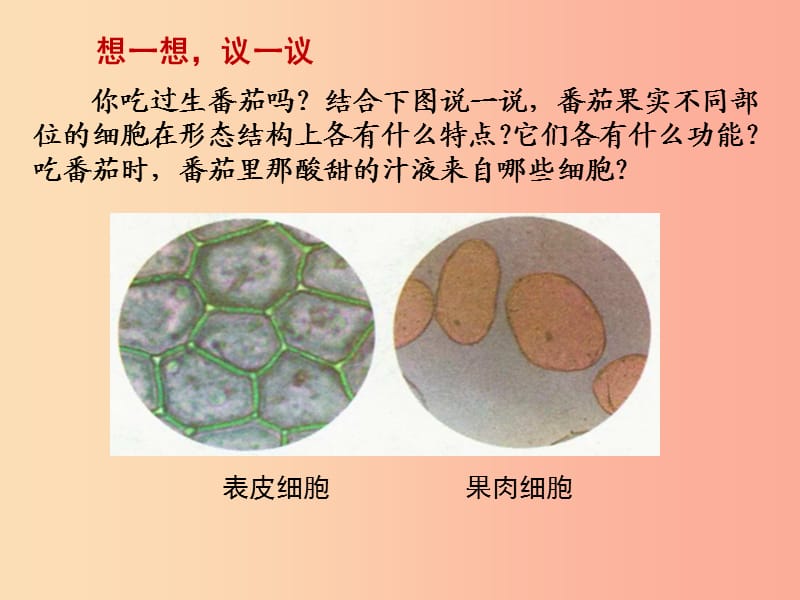 七年级生物上册 2.2.3 植物体的结构层次课件 新人教版.ppt_第2页