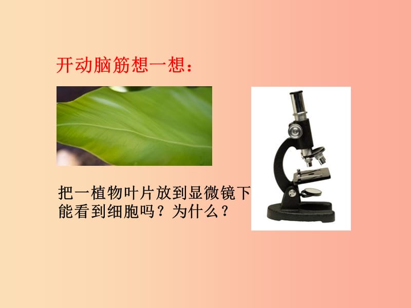 辽宁省凌海市2019年七年级生物上册2.1.2植物细胞课件 新人教版.ppt_第2页