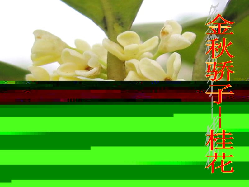 吉林省七年级生物上册 2.2.3植物体的结构层次课件 新人教版.ppt_第3页