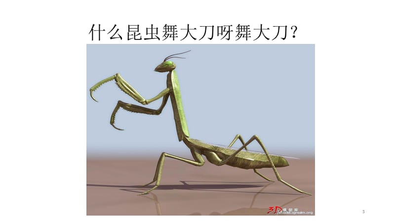 昆虫运动会ppt课件_第3页