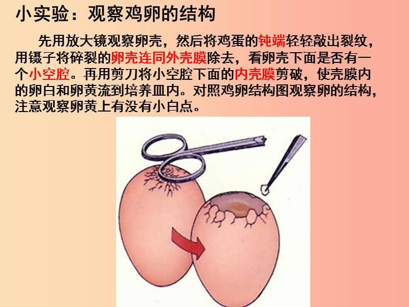 吉林省长春市八年级生物下册 第七单元 第一章 第四节 鸟的生殖和发育课件 新人教版.ppt_第2页