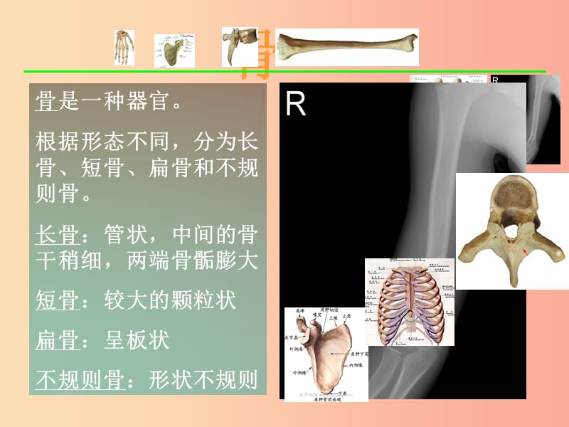 八年级生物上册 15.2《动物运动的形成》课件1 （新版）北师大版.ppt_第3页