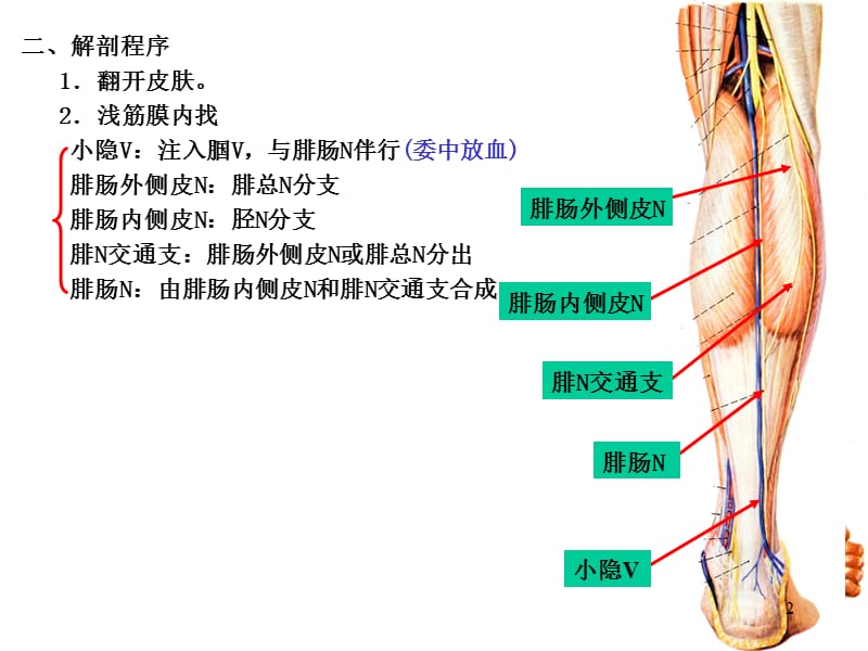腘窝和小腿后区穴位解剖ppt课件_第2页