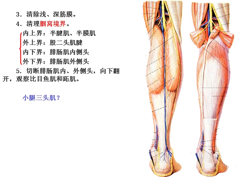 腘窝和小腿后区穴位解剖ppt课件_第3页
