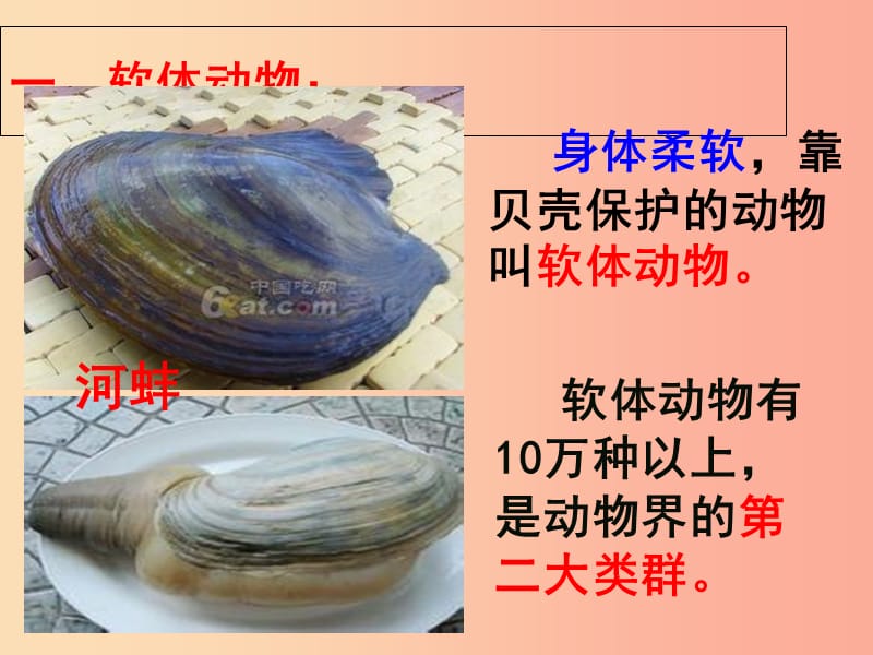 湖南省八年级生物上册 5.1.3软体动物和节肢动物课件 新人教版.ppt_第3页