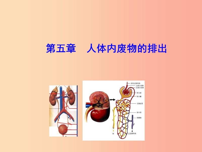 2019版七年级生物下册 第四单元 生物圈中的人 第五章 人体内废物的排出教学课件 新人教版.ppt_第1页