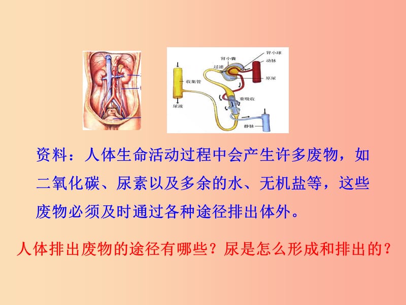 2019版七年级生物下册 第四单元 生物圈中的人 第五章 人体内废物的排出教学课件 新人教版.ppt_第2页