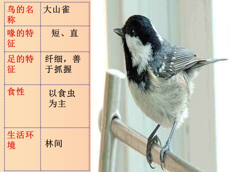 湖南省八年级生物上册 5.1.6鸟课件2 新人教版.ppt_第2页