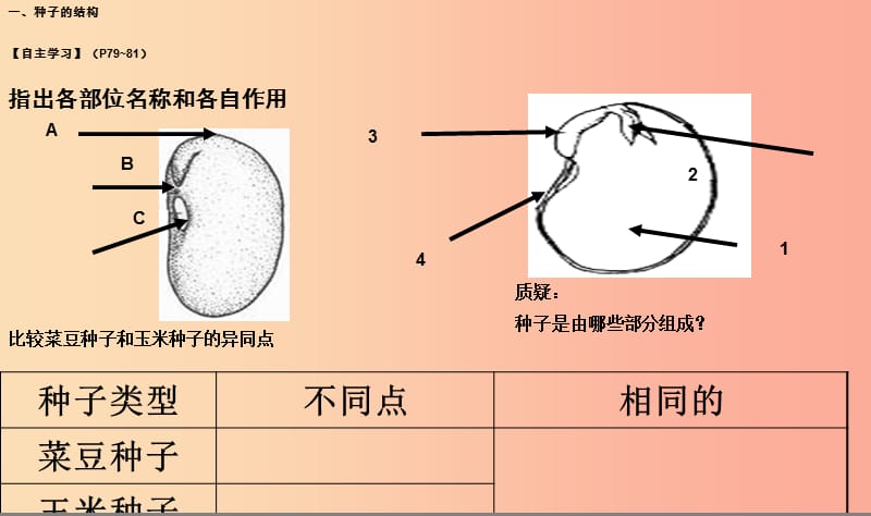 2019年七年级生物上册 3.1.2《种子植物》课件3 新人教版.ppt_第2页