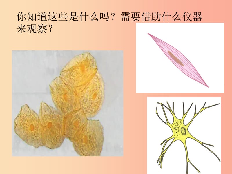 2019年七年级生物上册 2.1.1《练习使用显微镜》课件3 新人教版.ppt_第3页