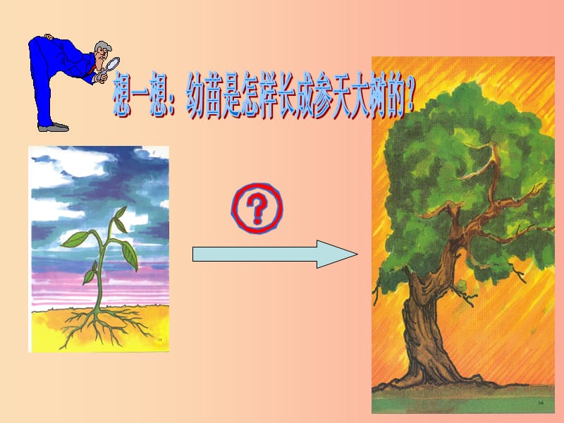 2019年七年级生物上册 3.2.2《植株的生长》课件5 新人教版.ppt_第3页