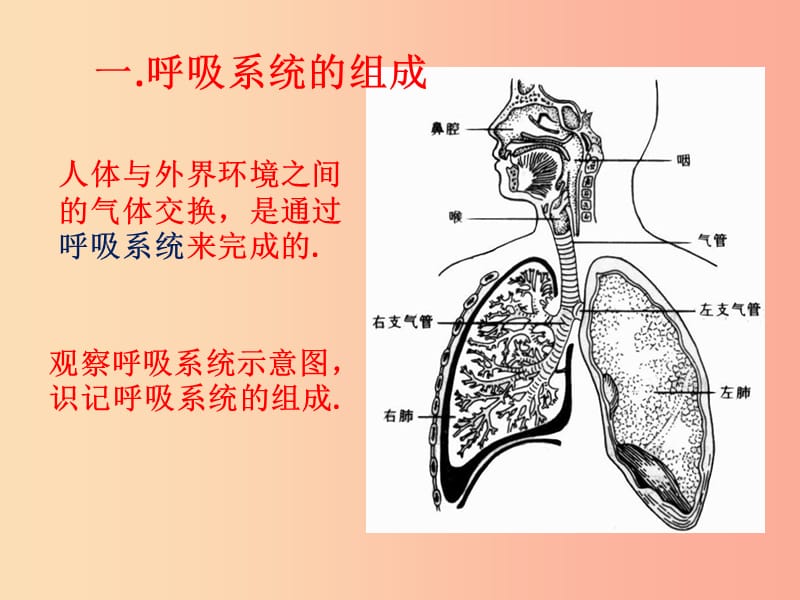 山东省七年级生物下册 3.2.1《人体与外界的气体交换》（第1课时）课件（新版）济南版.ppt_第3页