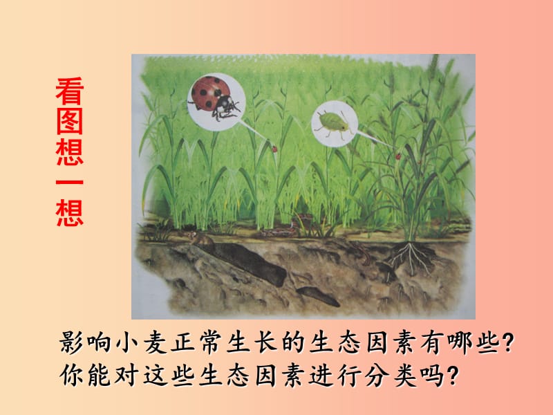 辽宁省凌海市2019年七年级生物上册 1.2.1生物与环境的关系课件 新人教版.ppt_第3页