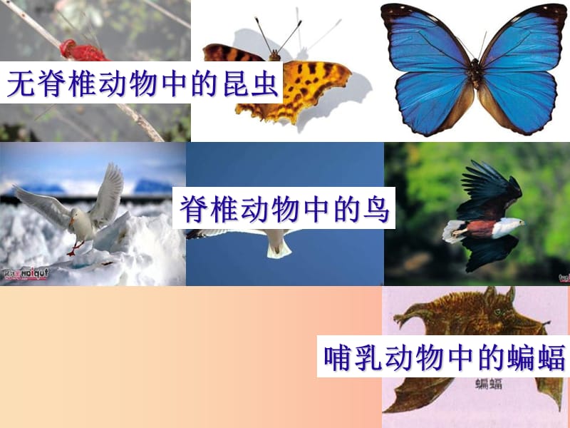 八年级生物上册 5.1.6《鸟》课件4 新人教版.ppt_第2页