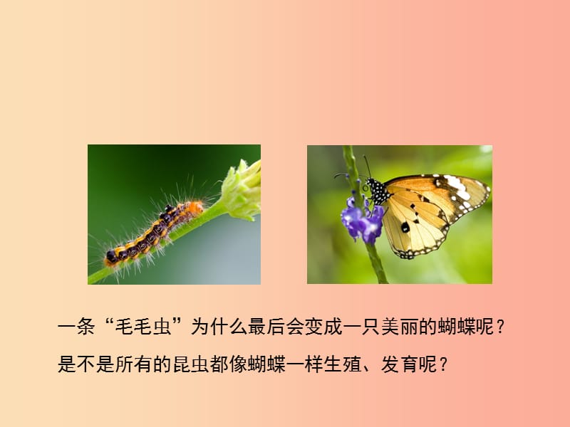 八年级生物上册4.2.1昆虫的生殖和发育课件新版济南版.ppt_第2页