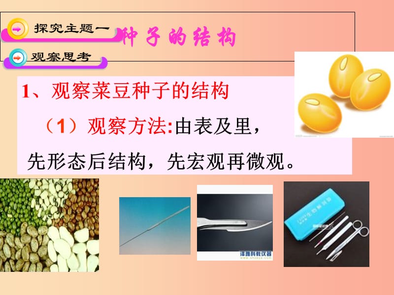 吉林省长春市七年级生物上册第三单元第一章第二节种子植物课件3 新人教版.ppt_第3页