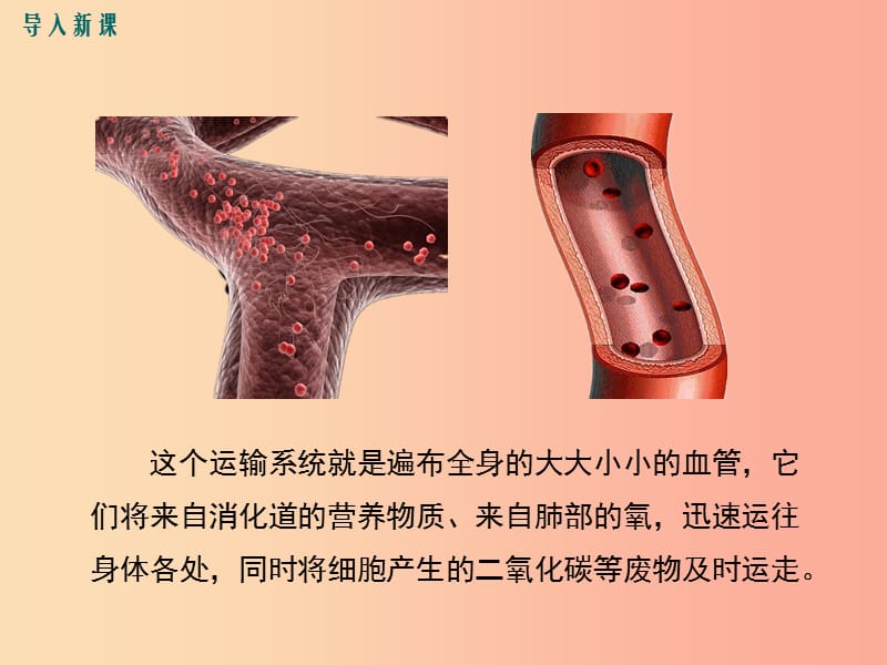 2019年春七年级生物下册 第四单元 第四章 第二节 血流的管道 血管课件 新人教版.ppt_第3页