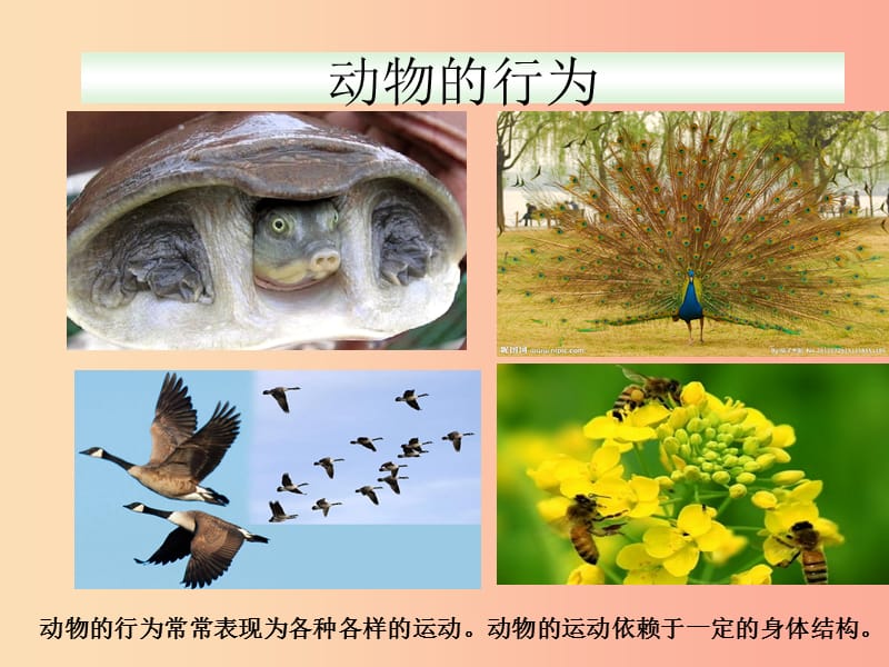 八年级生物上册 5.2.1《动物的运动》课件2 新人教版.ppt_第2页