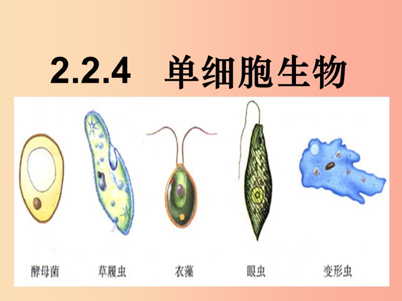 2019年七年级生物上册 2.2.4《单细胞生物》课件2 新人教版.ppt_第3页