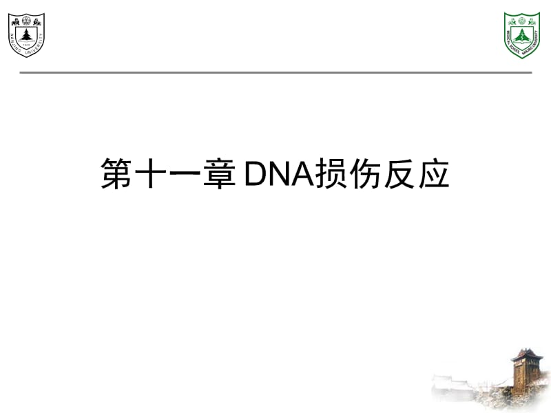 《DNA损伤反应》PPT课件.ppt_第1页