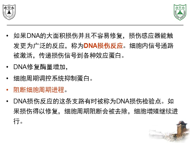 《DNA损伤反应》PPT课件.ppt_第3页