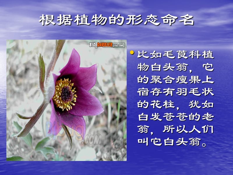 《有趣的植物名称》PPT课件.ppt_第3页