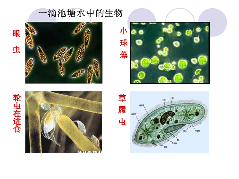 《细胞的形态和功能》PPT课件.ppt_第2页