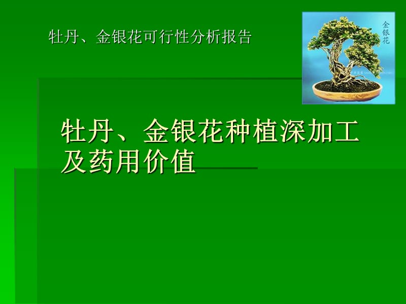 《牡丹的药用价值》PPT课件.ppt_第1页