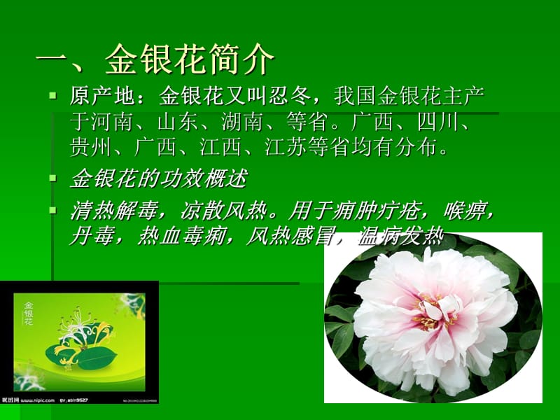 《牡丹的药用价值》PPT课件.ppt_第3页