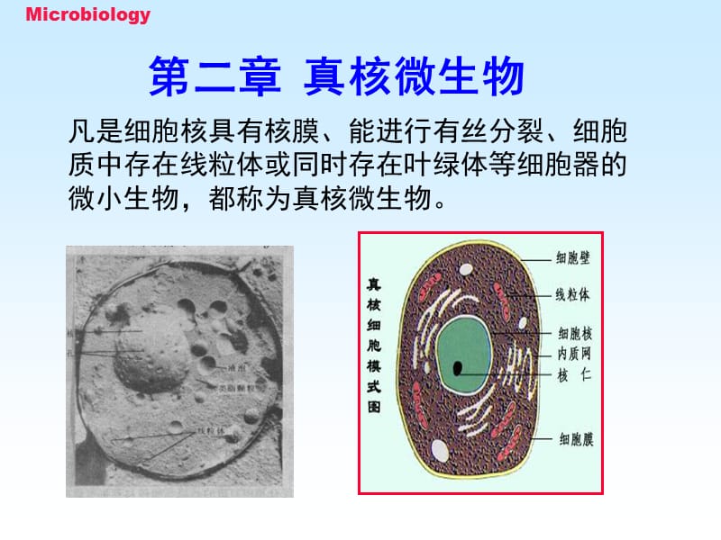 《真核微生物》PPT課件.ppt_第1頁(yè)