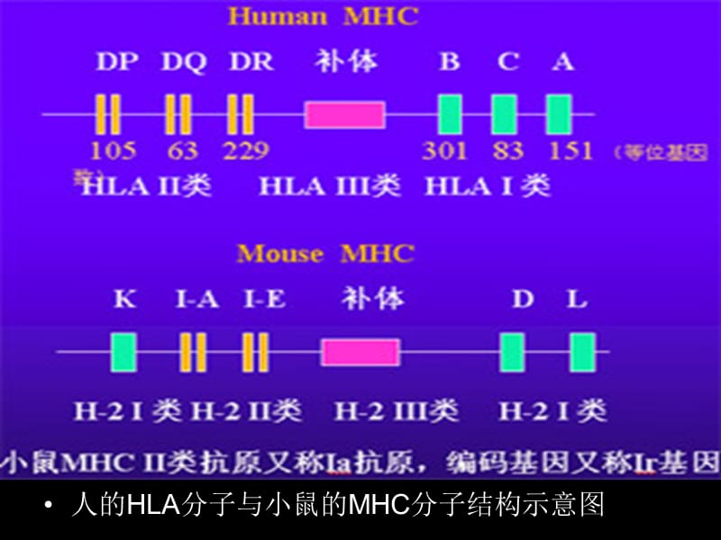 HLA分子的结构比较.ppt_第2页