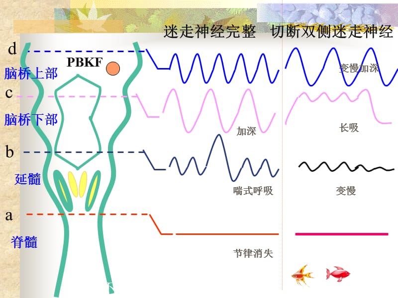 《呼吸运动的调节》PPT课件.ppt_第3页