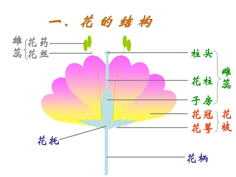 《花的结构和类型》PPT课件.ppt_第3页