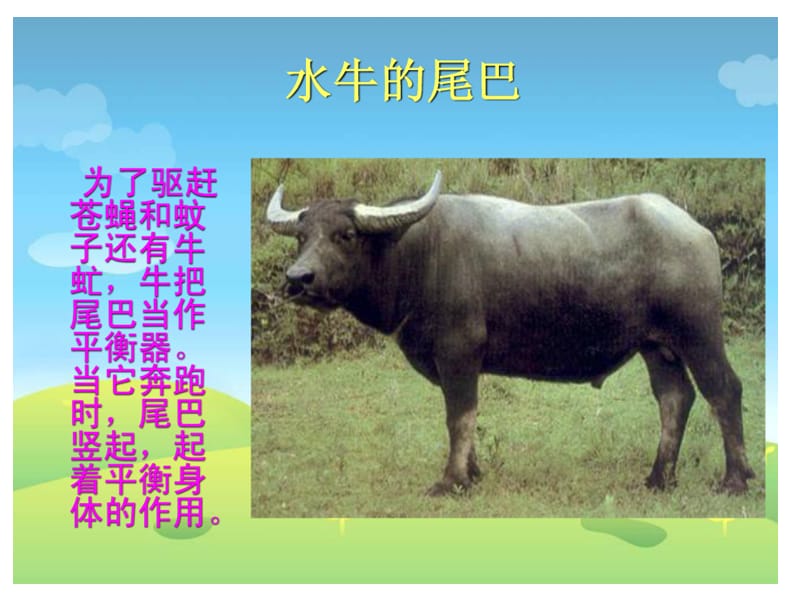 《小动物的尾巴》PPT课件.ppt_第2页