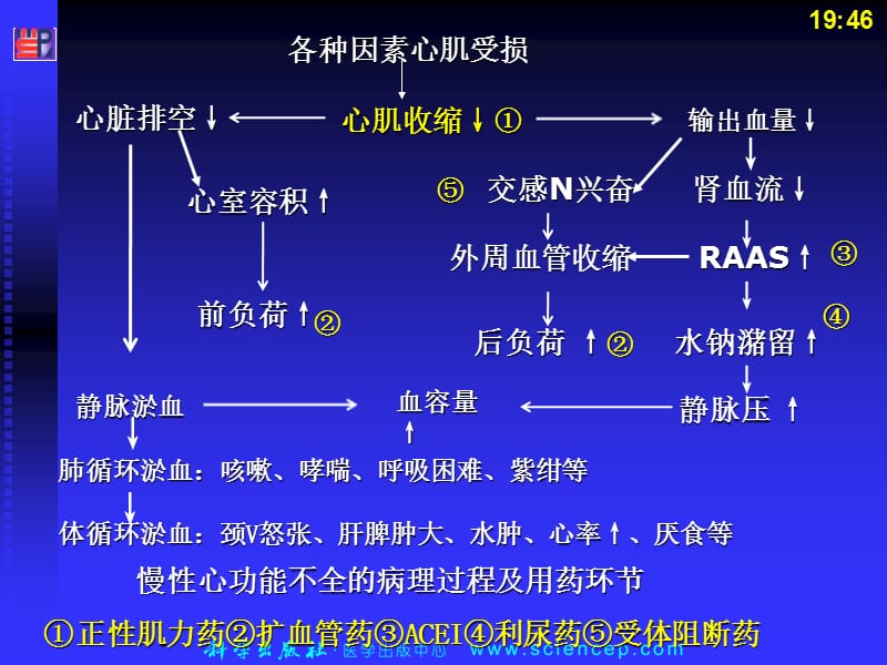 《抗心功能不全药》PPT课件.ppt_第3页