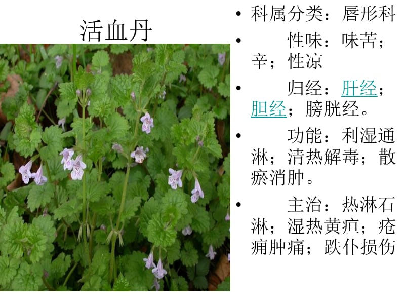 《身边的药用植物》PPT课件.ppt_第3页