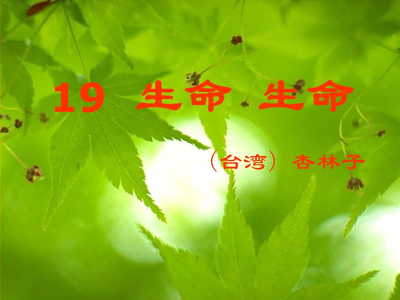 《生命生命》-陈更花.ppt_第3页