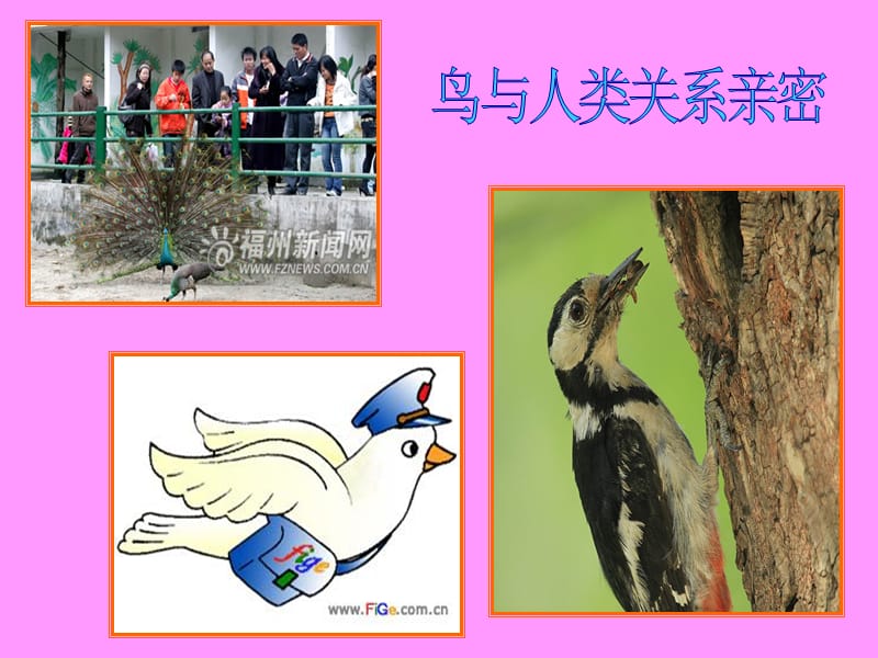 《我和小鸟做朋友》PPT.ppt_第3页