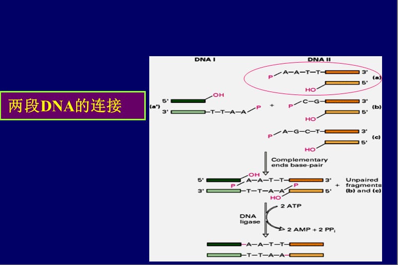 《DNA重组的操作》PPT课件.ppt_第3页